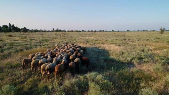 草地上的一群羊