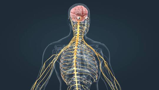 医疗中枢周围神经系统医学3D人体科学动画