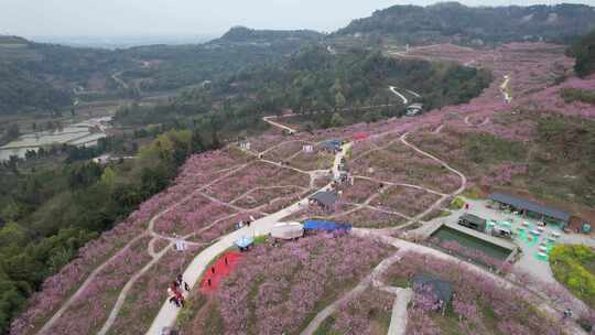 六赢山十里桃花