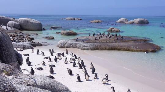 黑脚企鹅坐在好望角的海滩上