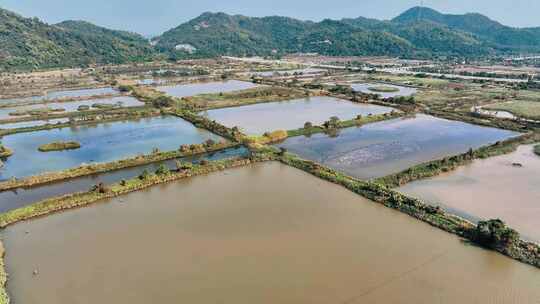 珠海淇澳红树林周边的养殖鱼塘视频素材模板下载