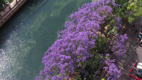 昆明蓝花楹江边滨江美景