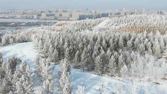 雪后树林与远处城市全景