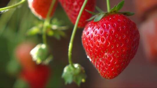 种植园里成熟的草莓