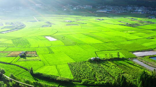 清晨的阳光照亮乡村的绿色稻田