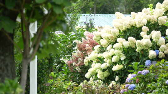 绣球花鲜花植物园植物绿植花园花海