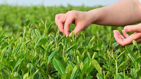 清晨茶园里采摘茶叶的特写镜头