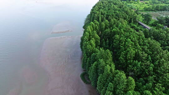 中国特有树种水松林航拍