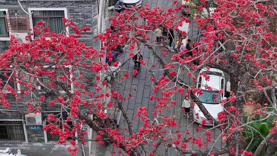 中国广东省广州市海珠区黄埔村木棉花视频素材模板下载