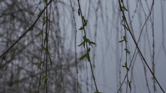 春天植物刚刚冒出嫩芽视频素材模板下载