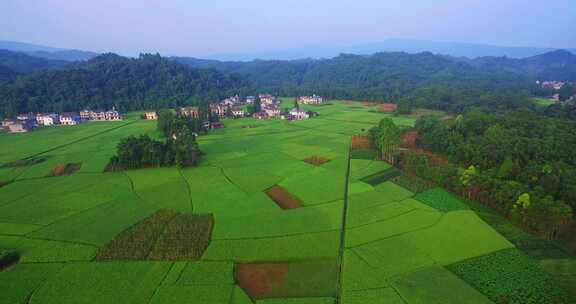 航拍四川农村美丽稻田风景绿油油生机勃勃