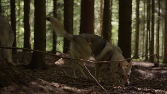 野生，猎狼犬，森林，林地