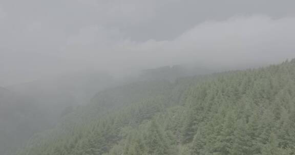 航拍云雾间原始森林4K50帧
