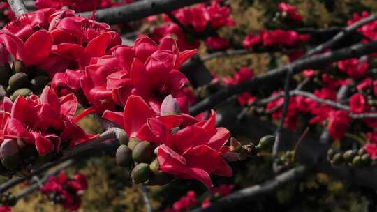 盛开的红色木棉花特写