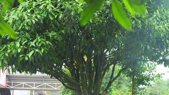 下雨天桂花树金桂八月桂花植物水滴升格