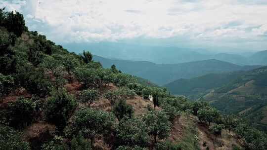 云南保山咖啡种植园