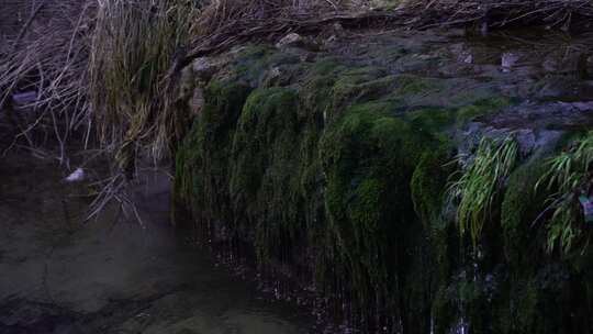 长满青苔的山间小水流