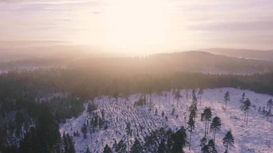 航拍白雪覆盖森林景观