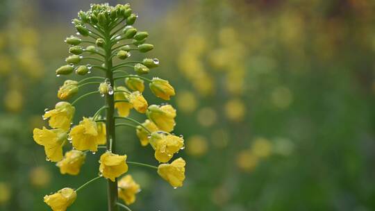 黄色油菜花田与采蜜蜜蜂