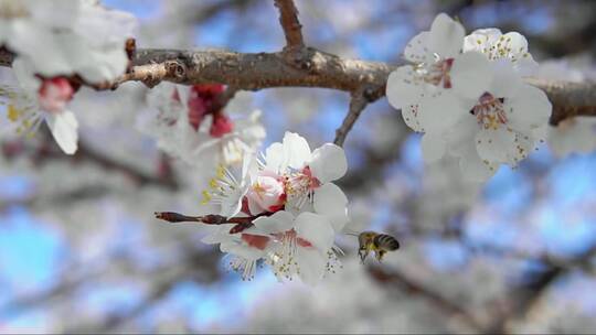 杏花上采蜜的蜜蜂