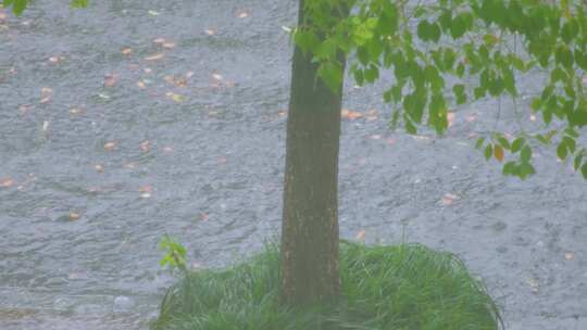 城市下暴雨倾盆大雨下雨天雨水雨滴植物树叶