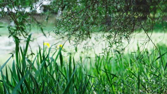 小清新夏日唯美空镜头 立夏 夏至