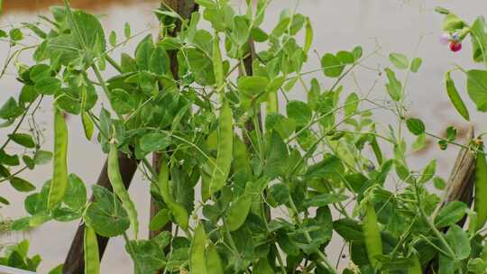 兰豆豌豆豌豆尖菜地种植物
