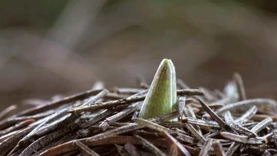 万象更新植物成长延时视频素材