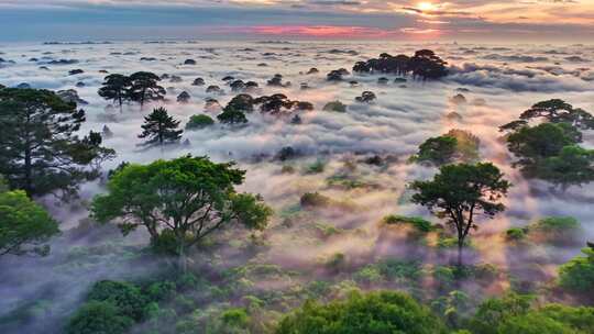 森林阳光云海森林云雾缭绕树林山大自然风景