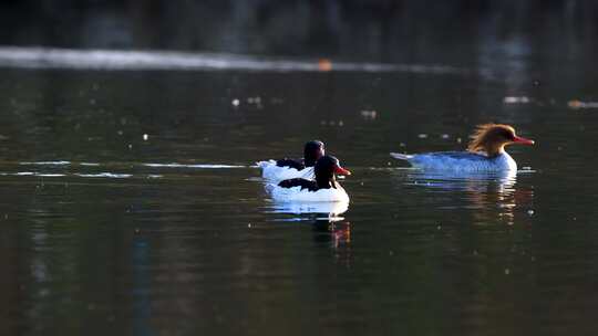 中华秋沙鸭抓泥鳅、一级保护动物中华秋沙鸭