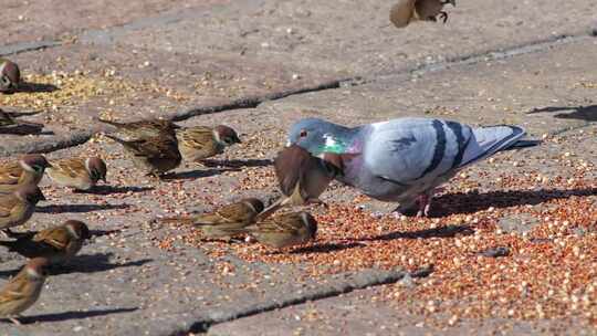 鸟群在吃五谷杂粮