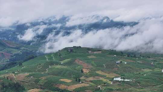 航拍广西绿色水果金桔种植基地