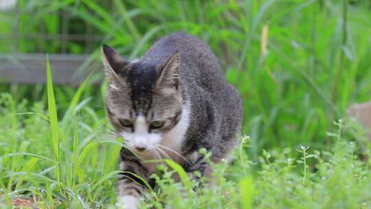 狸花猫特写，狸花猫吃草特写，中华田园猫视频素材模板下载