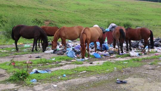 一群马在垃圾场吃食物垃圾