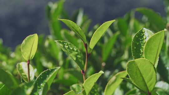 茶山茶园红茶绿茶茶叶种植