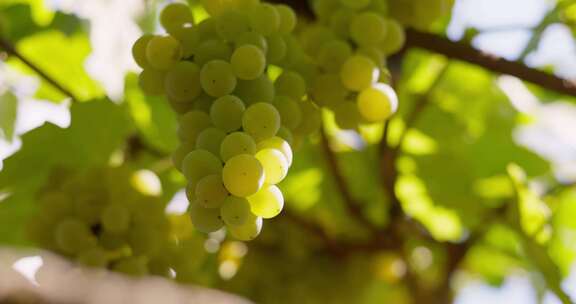 绿色葡萄集群在藤蔓上与叶子酿酒和葡萄栽培