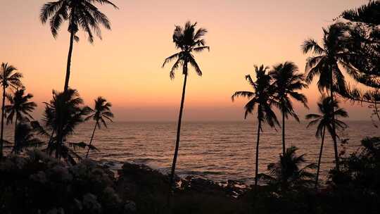 日落时海滩的椰子树