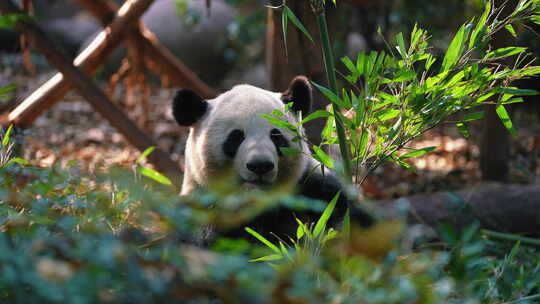大熊猫国宝保护动物成都四川保护动物视频素材模板下载