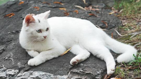 户外白猫躺在坐在地上视频素材模板下载