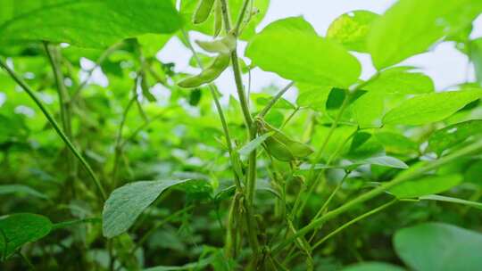 大豆黄豆大豆种植大豆地