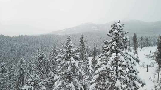 无人机下着雪的冬季针叶树景观