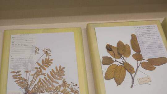 植物标本展览展示视频素材模板下载