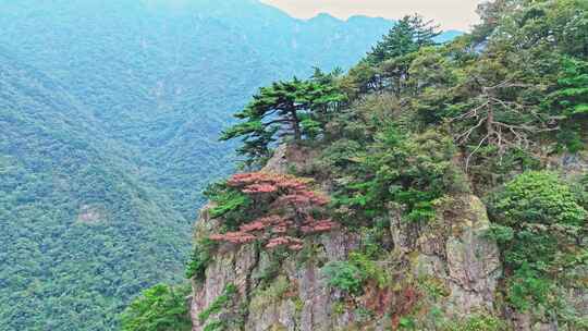 大山绿色树林森林雨林航拍