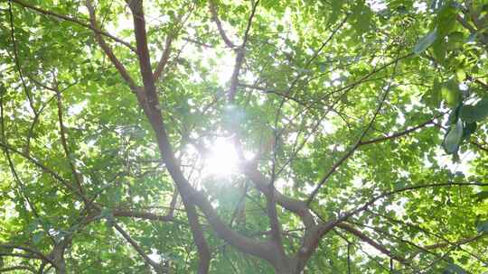 树叶阳光找过夏日空镜