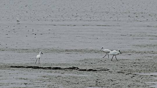 深圳湾鸟类栖息地自然风光视频