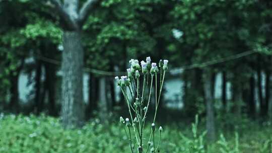 4K雨中的刺儿菜