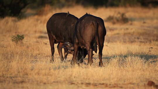 两只大水牛，Syncerus caffer在Sabi Sands pri的金光下摔跤并争夺统治地位