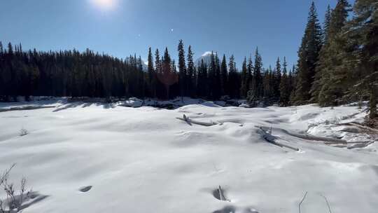 晴朗蓝天下的森林树木和白雪皑皑的山