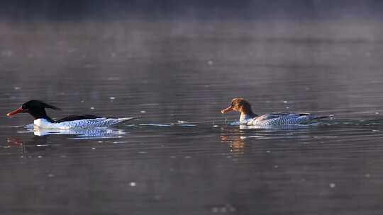 中华秋沙鸭抓泥鳅、一级保护动物中华秋沙鸭