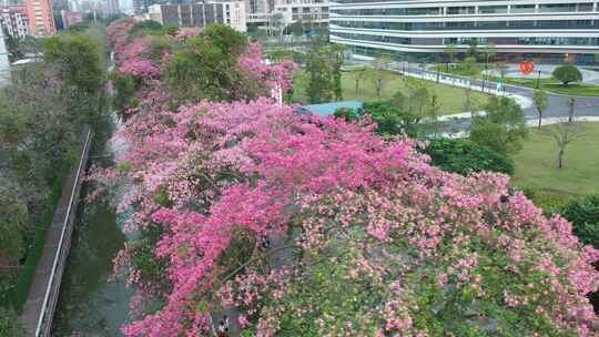 中国广东省广州市荔湾区坦尾美丽异木棉